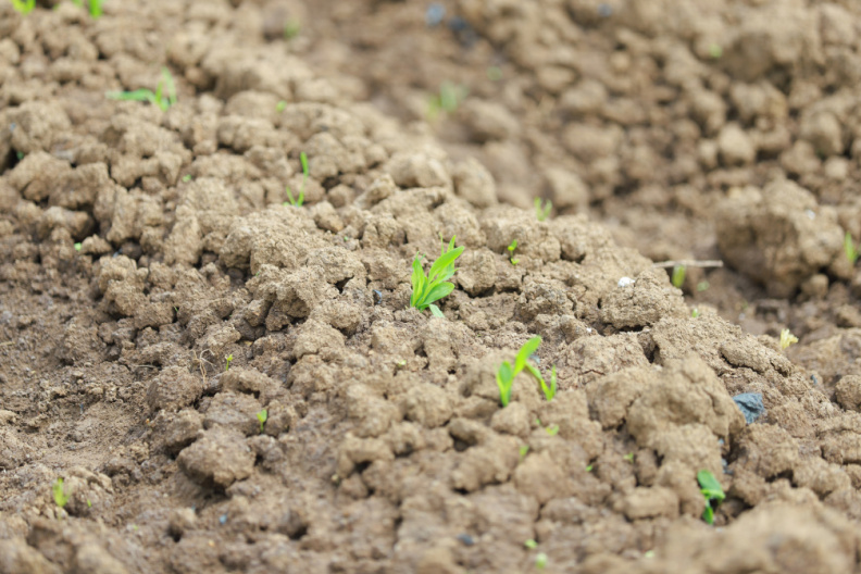 IMG 0550