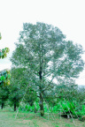 AIIR0345