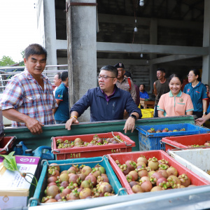 25680621 รองครองศักดิ์ เยี่ยมชมการดำเนินงานของจุดรวบรวมและประมูลมังคุดทิพย์พังงา เพื่อติดตามสถานการณ์การซื้อขายมังคุดทิพย์พังงา ณ วิสาหกิจปรับปรุงคุณภาพมังคุดตำบลท่านา อำเภอกะปง จังหวัดพังงา