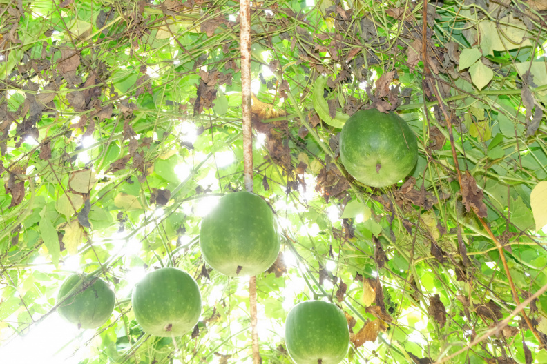 DSCF2244