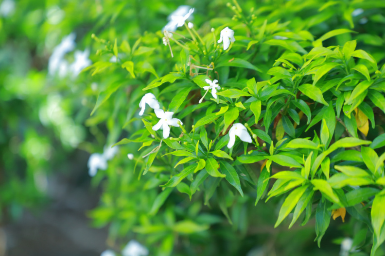 IMG 3121