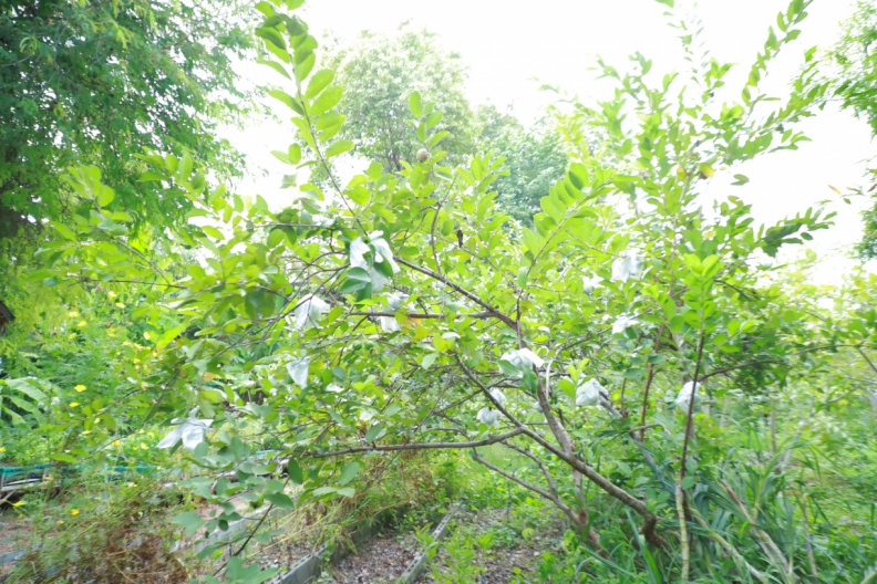 IMG 3300