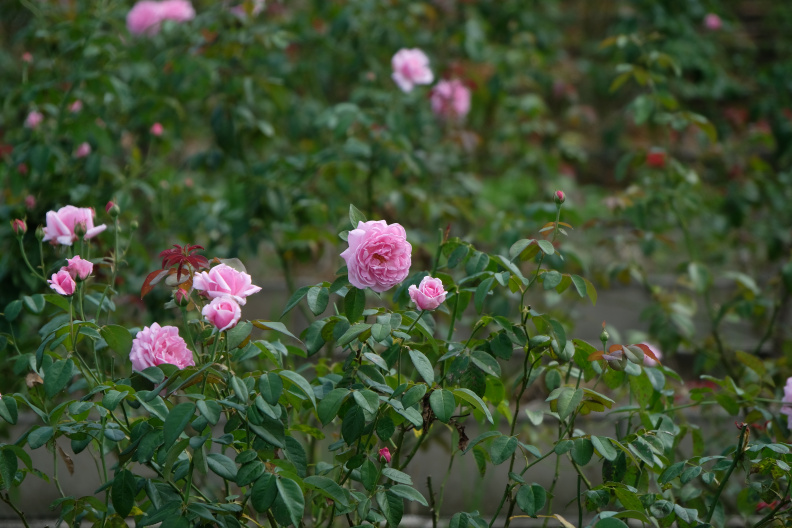 DSCF0740