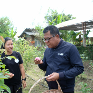 25681106 รองรพีทัศน์ ลงพื้นที่ ณ วิสาหกิจชุมชนบ้านสวนย่าน้อย ตำบลแม่คำ อำเภอแม่จัน จังหวัดเชียงราย เพื่อเยี่ยมชมการดำเนินงานและติดตามผลการผลิตและแปรรูปของกลุ่ม สินค้าเด่นของกลุ่มคือ ดอกกุหลาบคุณภาพหลายสายพันธุ์