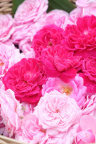 DSCF0818