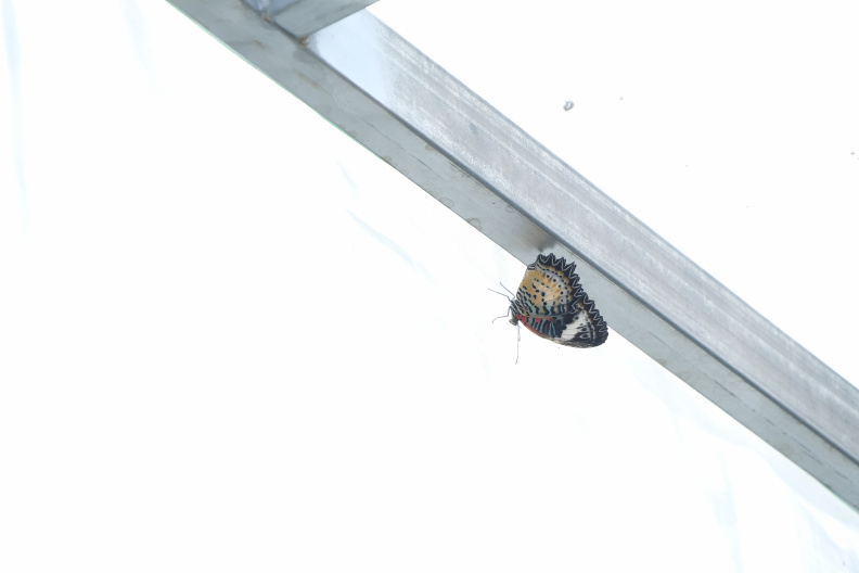 DSCF1061