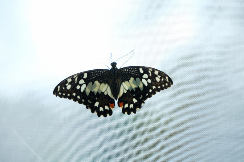 DSCF1068