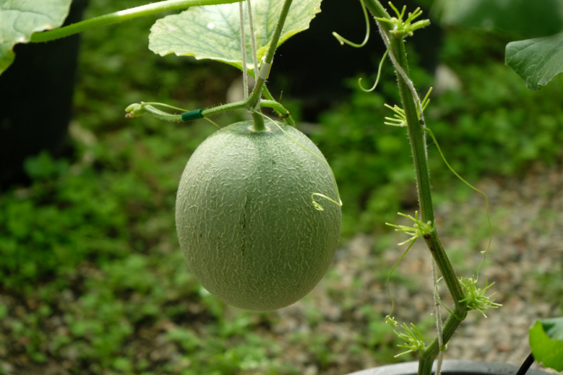 DSCF1110
