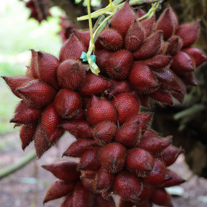 17/11/68 รองรพีทัศน์ ลงพื้นที่ติดตามงานส่งเสริมการเกษตร จ.ชุมพร